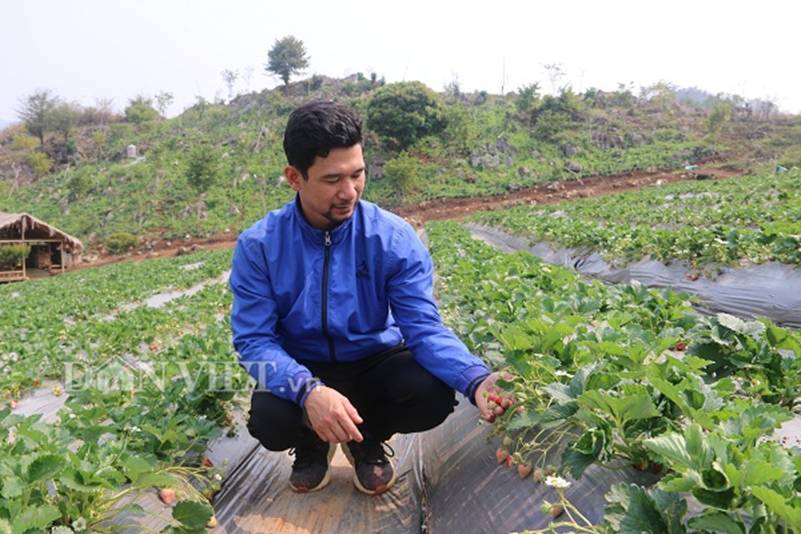 Bỏ lương 8 triệu về trồng dâu tây, soái ca nhà người ta lãi nửa tỷ-1