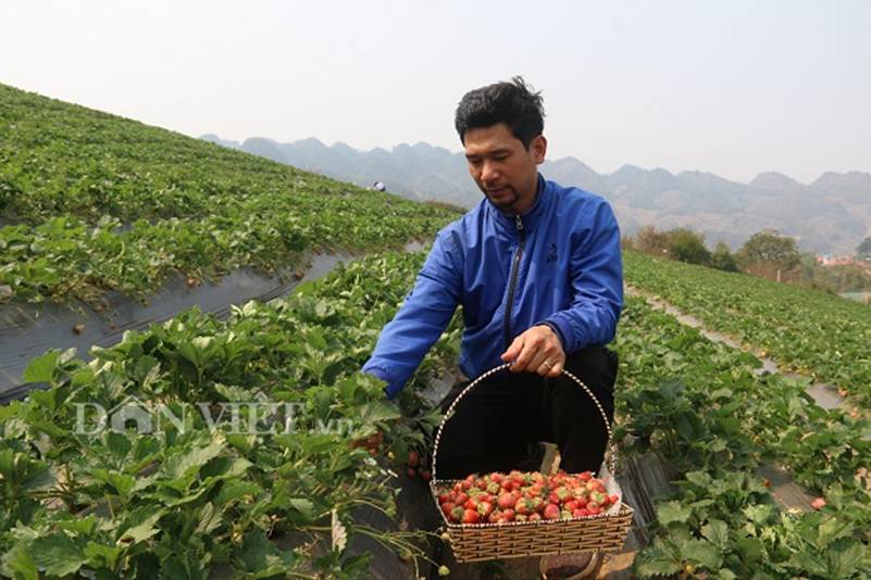 Bỏ lương 8 triệu về trồng dâu tây, soái ca nhà người ta lãi nửa tỷ-2