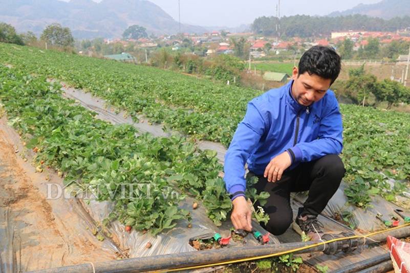 Bỏ lương 8 triệu về trồng dâu tây, soái ca nhà người ta lãi nửa tỷ-3