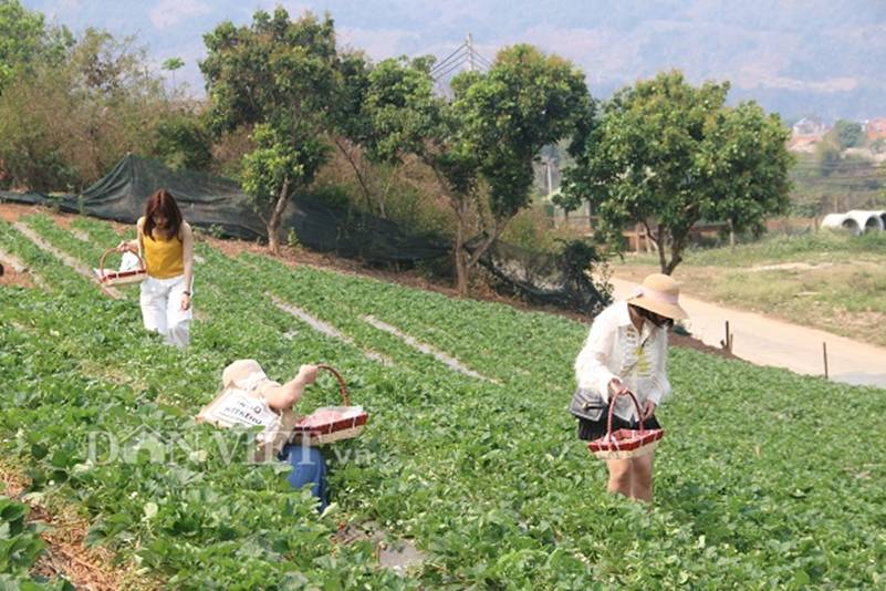 Bỏ lương 8 triệu về trồng dâu tây, soái ca nhà người ta lãi nửa tỷ-4