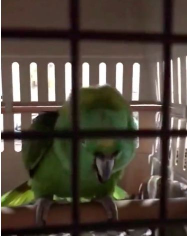 Người đàn ông bị nghi ngờ ngược đãi, nhốt con còn sơ sinh vào trong lồng thú đến khóc la nức nở, nhưng khi mở lồng kiểm tra thì không ai tin thứ khó tưởng này chính là nguyên nhân-2