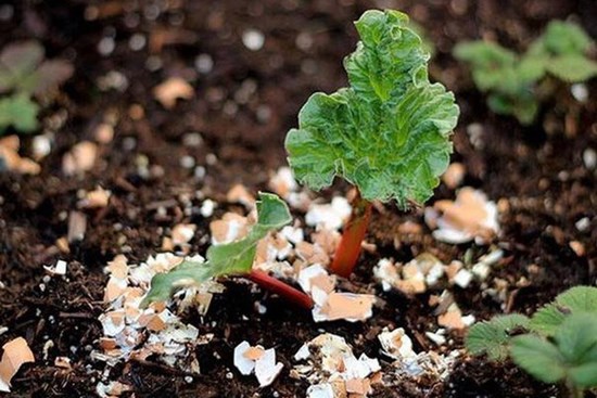 Mang vỏ trứng ra vườn rắc, 2 tuần sau cây xanh tươi mơn mởn bất ngờ