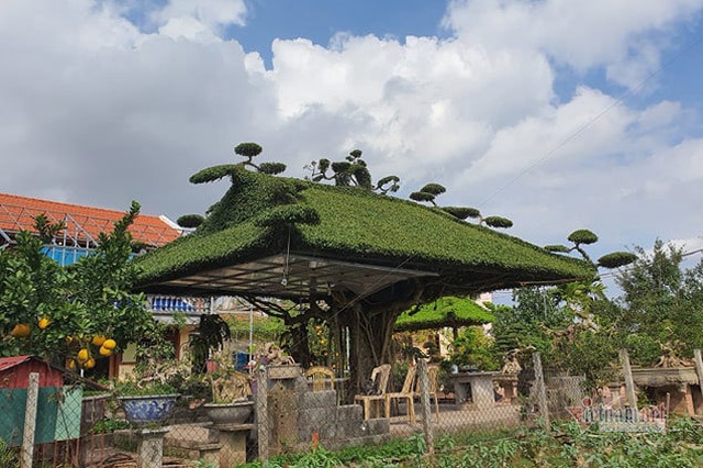 Siêu cây mái đình làng cổ độc nhất Bắc Bộ-1