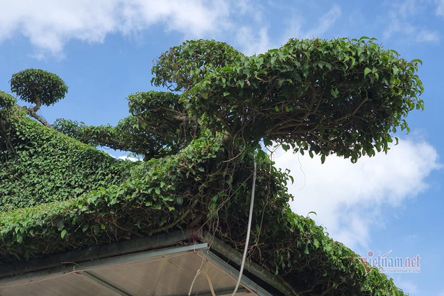 Siêu cây mái đình làng cổ độc nhất Bắc Bộ-5