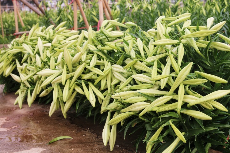 Hoa loa kèn đầu mùa giá rẻ bất ngờ vẫn chịu cảnh ế ẩm vì Covid-19-2