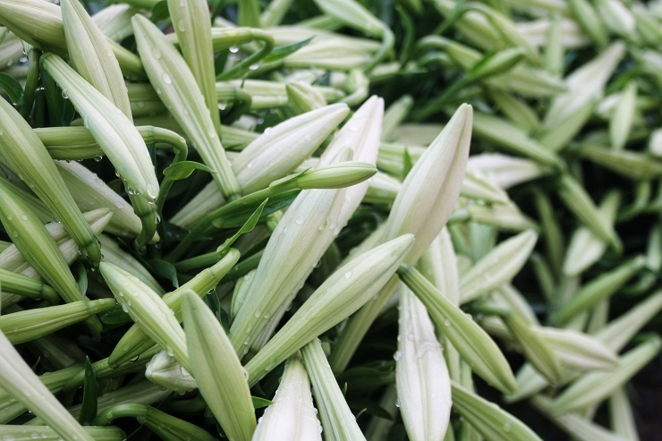 Hoa loa kèn đầu mùa giá rẻ bất ngờ vẫn chịu cảnh ế ẩm vì Covid-19-5