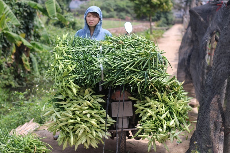 Hoa loa kèn đầu mùa giá rẻ bất ngờ vẫn chịu cảnh ế ẩm vì Covid-19-6
