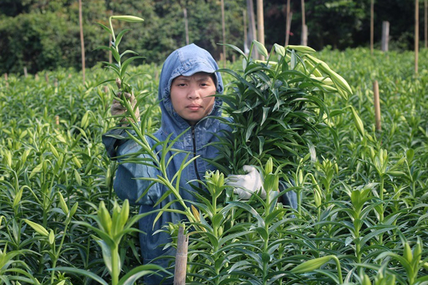 Hoa loa kèn rợp phố Hà Nội, rẻ bằng nửa năm ngoái nhưng không mấy ai mua-5