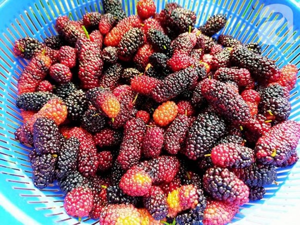 Mùa dâu tằm chín rộ, mẹ đảm làm siro dâu tằm để giải nhiệt mùa hè-1