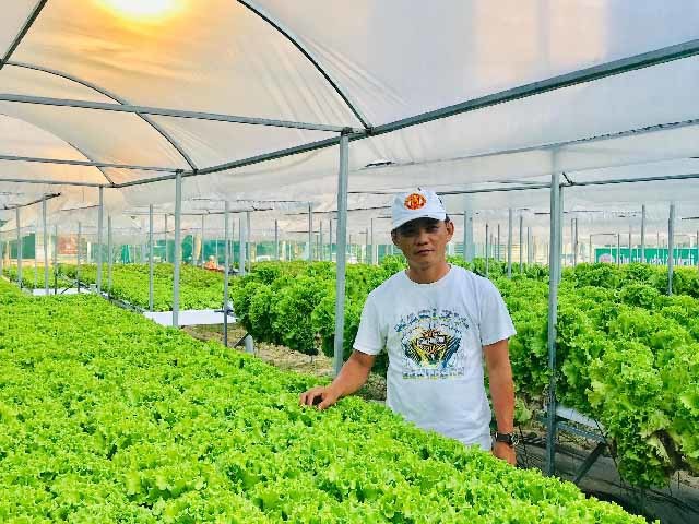 Đà Nẵng: 7X hái tiền đều như vắt chanh từ vườn rau thủy canh-1