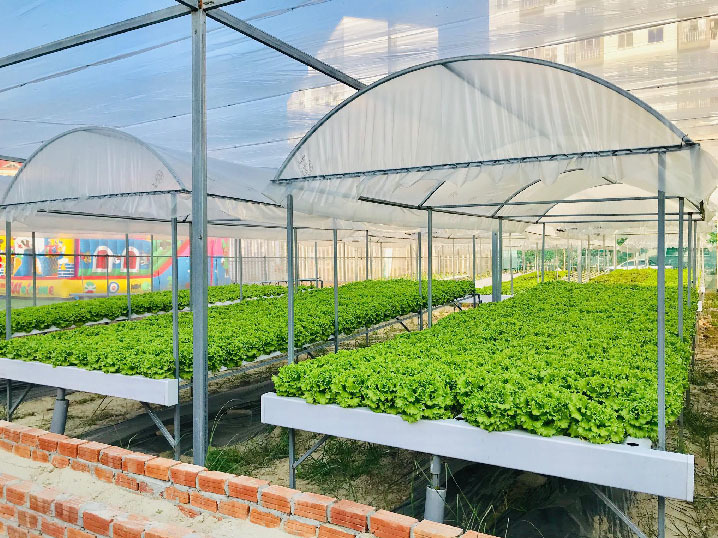 Đà Nẵng: 7X hái tiền đều như vắt chanh từ vườn rau thủy canh-3