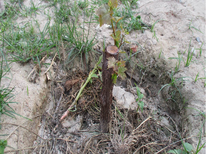 Đà Nẵng: 7X hái tiền đều như vắt chanh từ vườn rau thủy canh-8