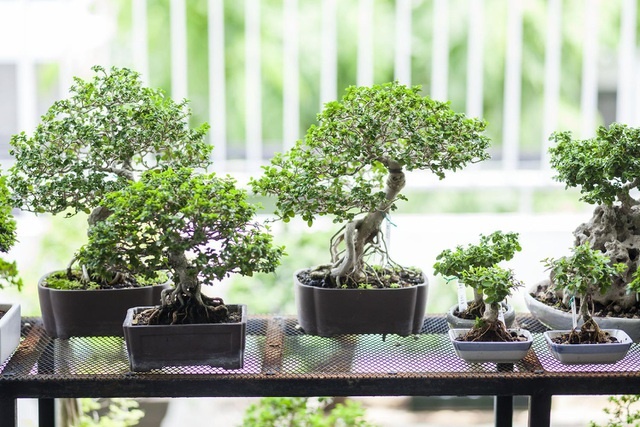 Choáng ngợp ngôi nhà 300m2 với khu vườn bonsai toàn cây khủng”-8