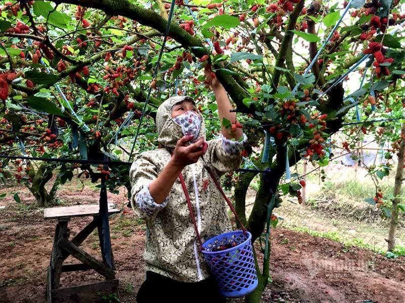 Cánh đồng dâu tằm chín mọng nổi nhất Hà Nội năm nay-4