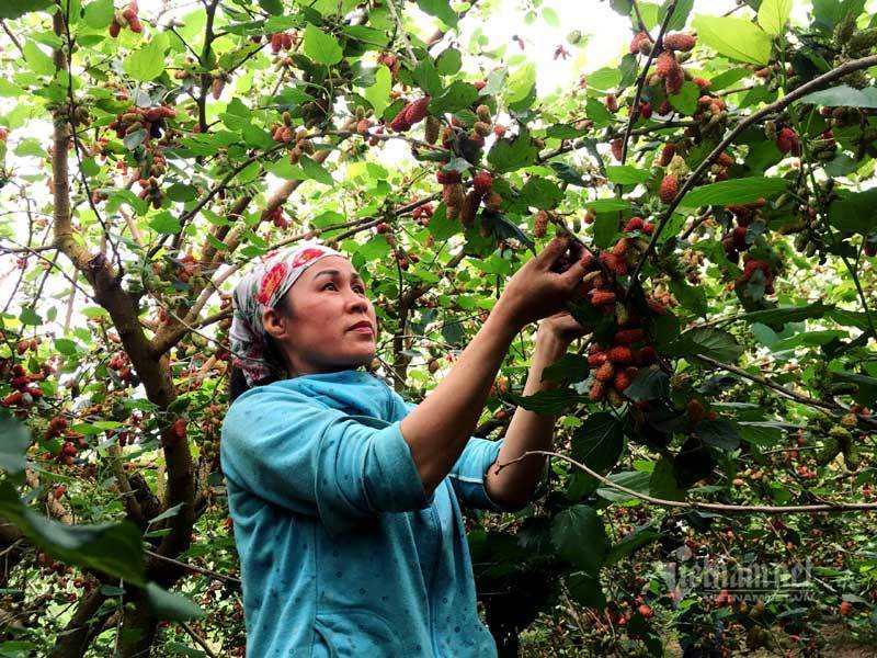 Cánh đồng dâu tằm chín mọng nổi nhất Hà Nội năm nay-5