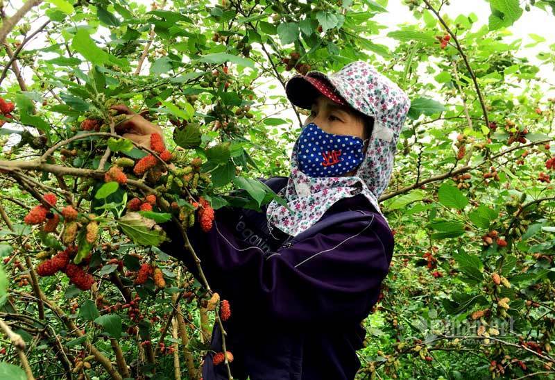 Cánh đồng dâu tằm chín mọng nổi nhất Hà Nội năm nay-7