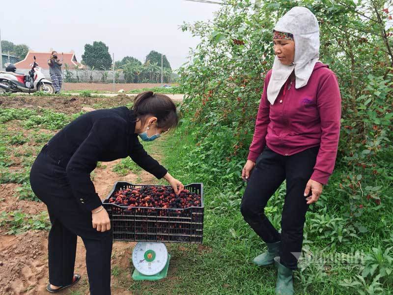 Cánh đồng dâu tằm chín mọng nổi nhất Hà Nội năm nay-9