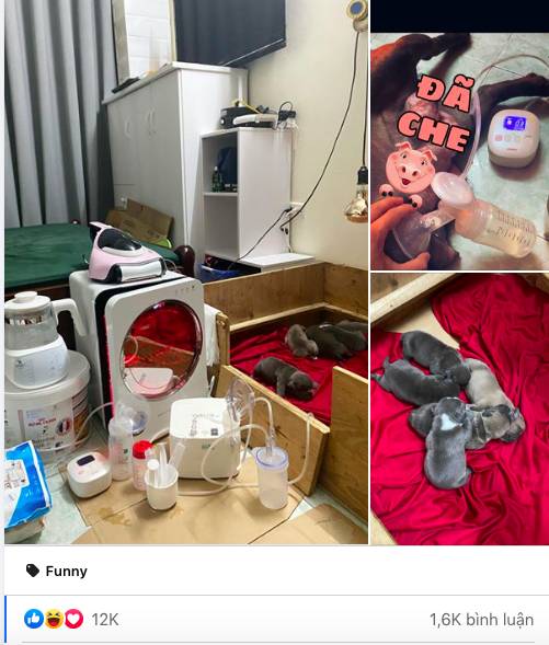 Khoe góc nhỏ chăm đàn con mới sinh, anh chàng khiến dân mạng ngưỡng mộ vì kỹ tính như chăm vợ ở cữ, nào ngờ sự thật bẽ bàng đến không ngờ-1