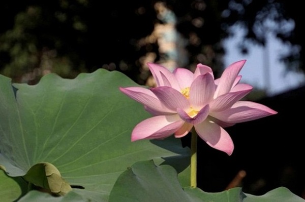 4 con giáp tài lộc nở hoa, sự nghiệp thăng tiến ầm ầm, cuộc sống viên mãn không thiếu thứ gì trong 3 tháng tới-1