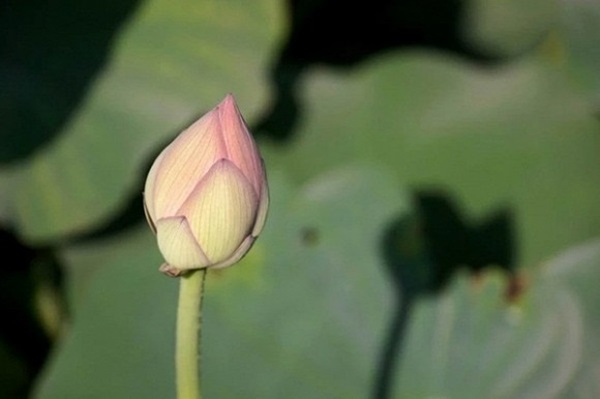 4 con giáp tài lộc nở hoa, sự nghiệp thăng tiến ầm ầm, cuộc sống viên mãn không thiếu thứ gì trong 3 tháng tới-2