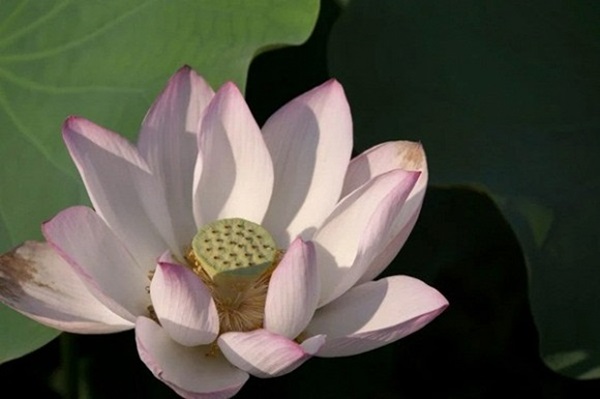 4 con giáp tài lộc nở hoa, sự nghiệp thăng tiến ầm ầm, cuộc sống viên mãn không thiếu thứ gì trong 3 tháng tới-3