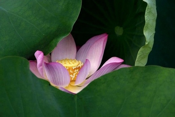 4 con giáp tài lộc nở hoa, sự nghiệp thăng tiến ầm ầm, cuộc sống viên mãn không thiếu thứ gì trong 3 tháng tới-4