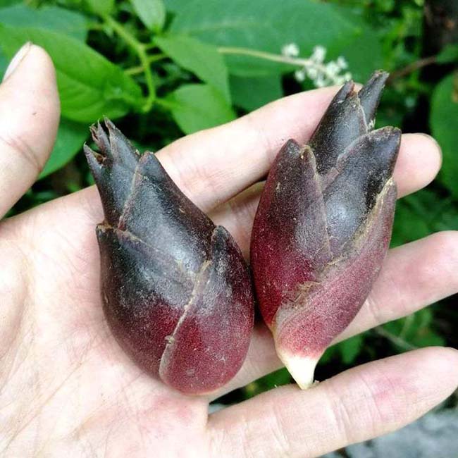 Người Nhật gọi là nhân sâm châu Á ai ngờ giá rẻ bất ngờ-1