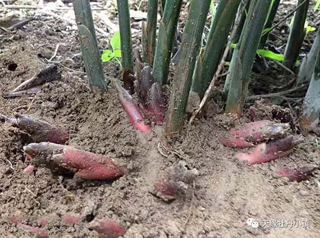 Người Nhật gọi là nhân sâm châu Á ai ngờ giá rẻ bất ngờ-2