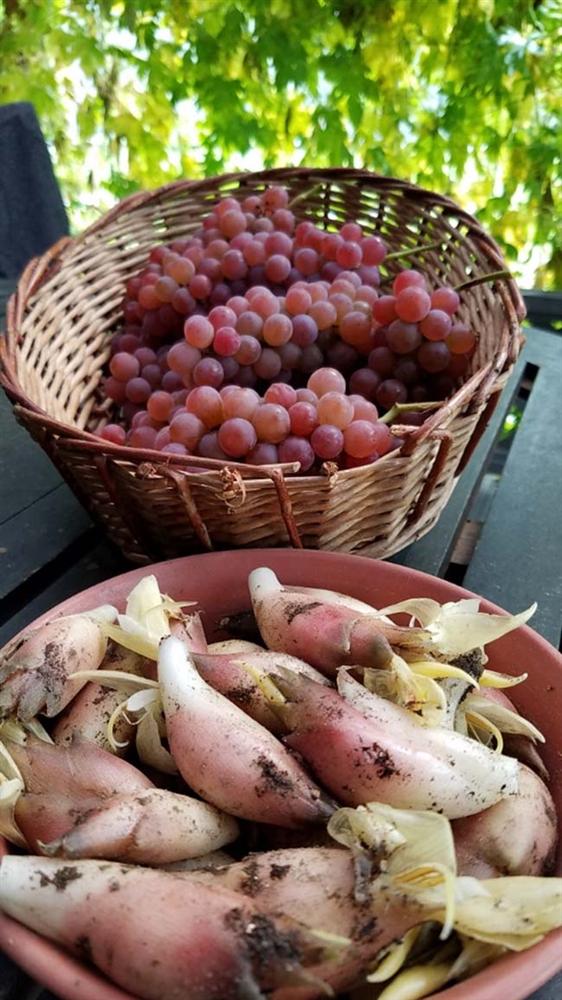 Người Nhật gọi là nhân sâm châu Á ai ngờ giá rẻ bất ngờ-3