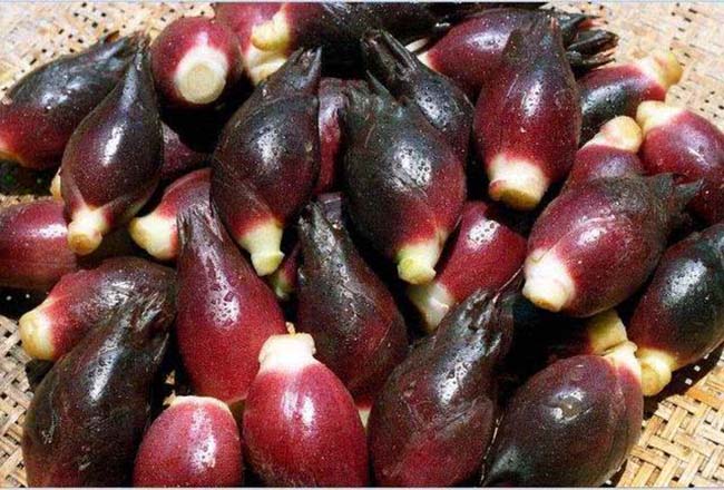 Người Nhật gọi là nhân sâm châu Á ai ngờ giá rẻ bất ngờ-4