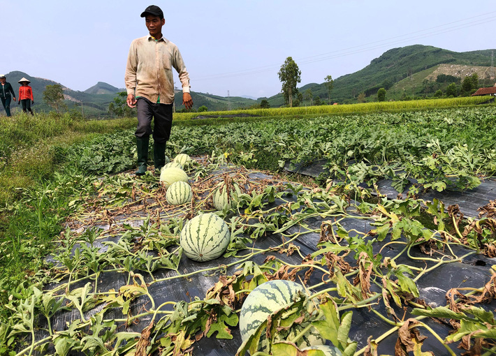 Bi đát cảnh dưa hấu chín rục ngoài đồng, cho không ai lấy-1