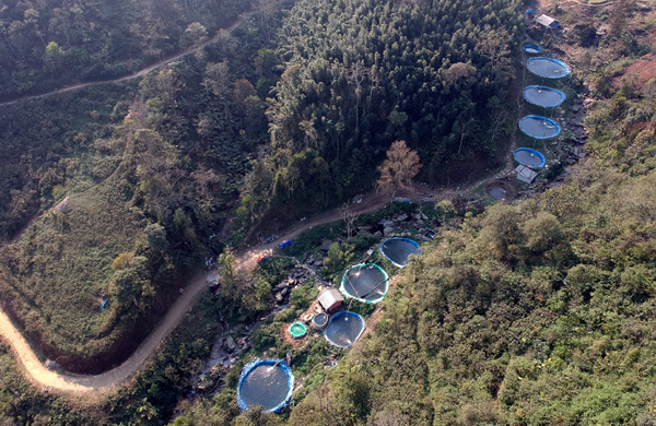 Sa Pa: Khốn khổ, cá quý tộc nuôi đầy trên núi mà không có ai mua-1