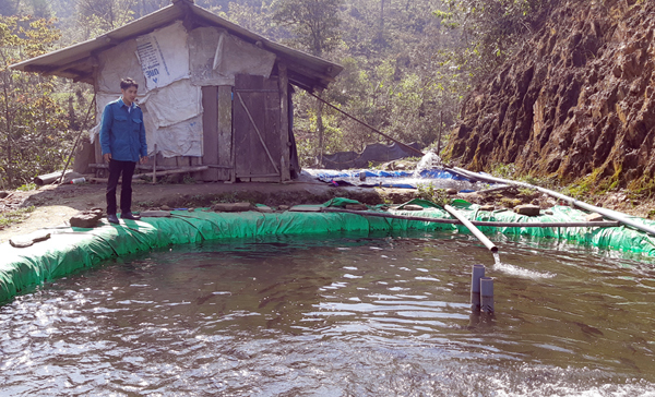 Sa Pa: Khốn khổ, cá quý tộc nuôi đầy trên núi mà không có ai mua-2