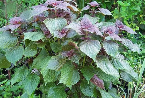 Bỏ ngay thói quen dùng dép đạp chết gián cực hại sức khỏe đi, đây mới là cách làm đúng-4