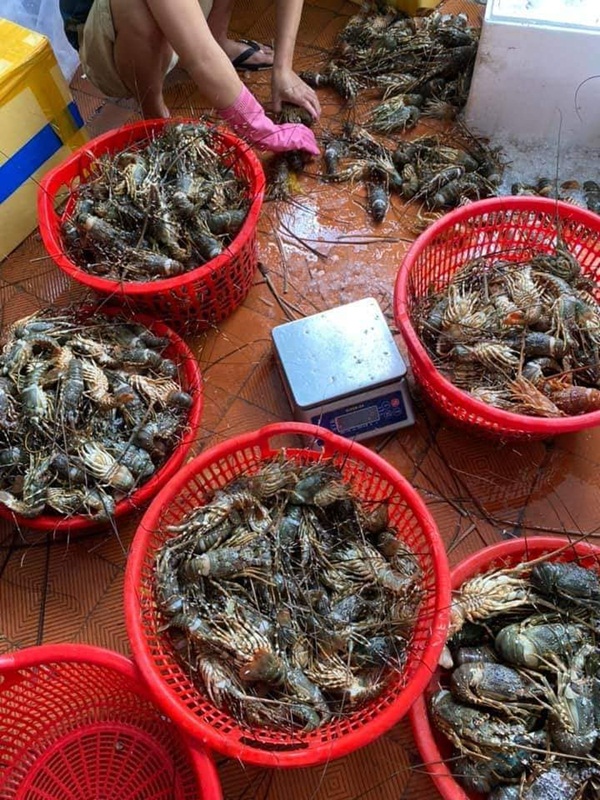 Chủ cửa hàng bán hải sản ở Hà Nội chỉ dẫn bà nội trợ cách phân biệt 5 loại tôm hùm để không bị chặt chém khi đi chợ-1
