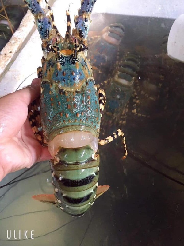 Chủ cửa hàng bán hải sản ở Hà Nội chỉ dẫn bà nội trợ cách phân biệt 5 loại tôm hùm để không bị chặt chém khi đi chợ-2