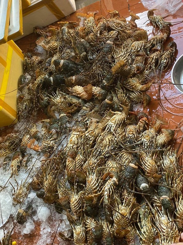 Chủ cửa hàng bán hải sản ở Hà Nội chỉ dẫn bà nội trợ cách phân biệt 5 loại tôm hùm để không bị chặt chém khi đi chợ-3