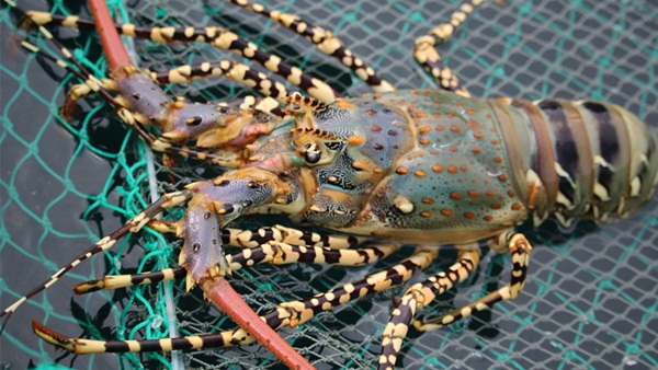 Chủ cửa hàng bán hải sản ở Hà Nội chỉ dẫn bà nội trợ cách phân biệt 5 loại tôm hùm để không bị chặt chém khi đi chợ-5