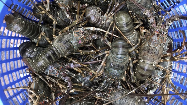 Chủ cửa hàng bán hải sản ở Hà Nội chỉ dẫn bà nội trợ cách phân biệt 5 loại tôm hùm để không bị chặt chém khi đi chợ-6