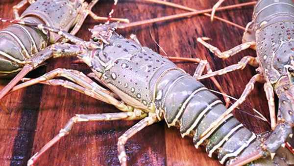 Chủ cửa hàng bán hải sản ở Hà Nội chỉ dẫn bà nội trợ cách phân biệt 5 loại tôm hùm để không bị chặt chém khi đi chợ-8