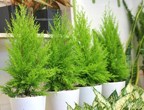 Mùa nồm ẩm phải sở hữu ngay cây tùng thơm đuổi muỗi cực đỉnh-1