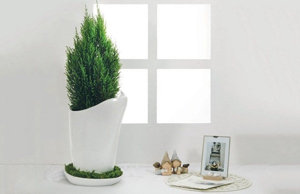 Mùa nồm ẩm phải sở hữu ngay cây tùng thơm đuổi muỗi cực đỉnh-3