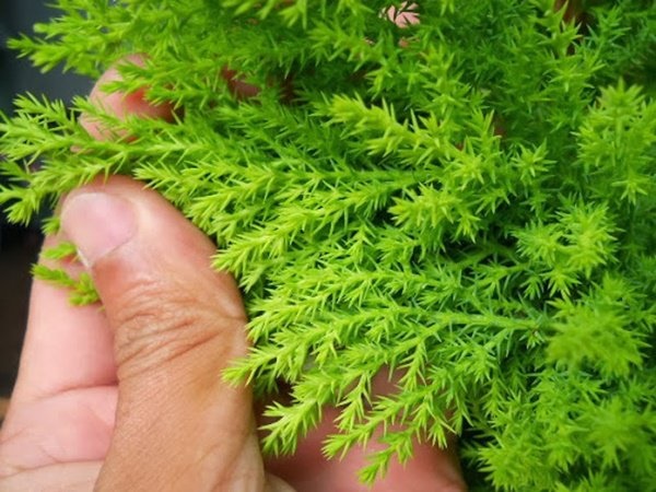 Mùa nồm ẩm phải sở hữu ngay cây tùng thơm đuổi muỗi cực đỉnh-4