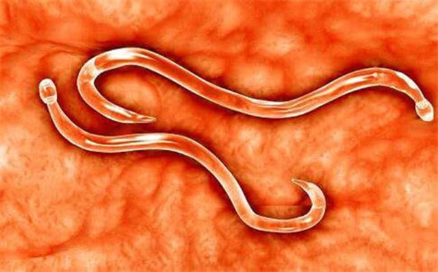 Món ăn từng rất hot ở Trung Quốc trở thành đặc sản vạn người mê của người Thái Lan-3