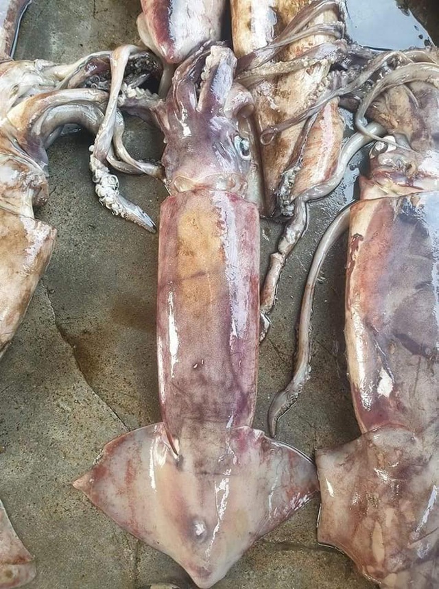 Mực khủng, dân biển chê không ăn, lên Hà Nội thành đặc sản-3