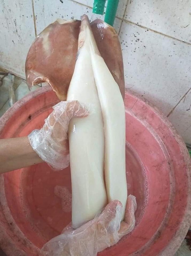 Mực khủng, dân biển chê không ăn, lên Hà Nội thành đặc sản-4