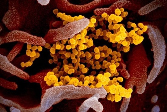 Nga giải mã thành công bộ gene của SARS-CoV-2