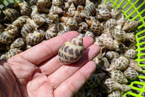 Giá ốc hương Khánh Hòa giảm đến 50%-1