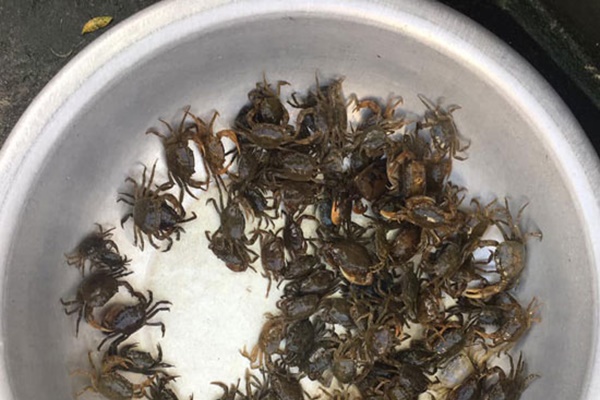 Thời tiết nắng nóng, tiểu thương bán cua đồng giá 130-150 ngàn đồng/kg, 8 giờ sáng đã hết sạch hàng-4