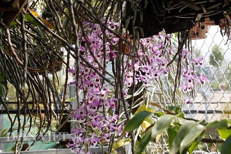 Đột nhập vườn lan rừng trị giá 10 tỷ ở tỉnh Lai Châu-3